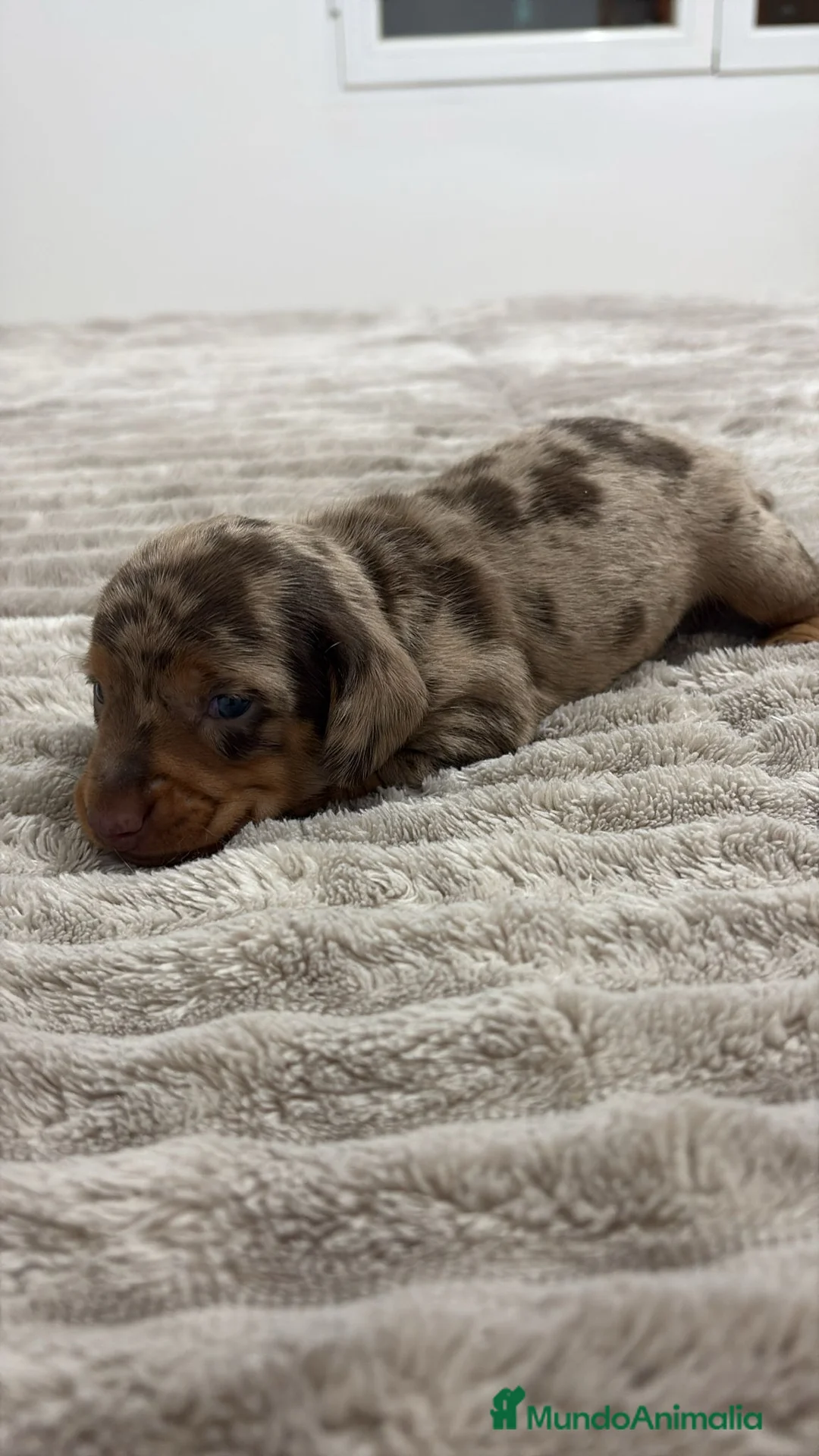 Teckel Miniatura perros en venta: Teckel Miniatura  - Anuncio 9