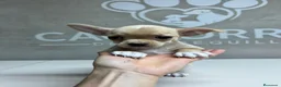 Chihuahua perros en venta: Chihuahuas  - Anuncio 4