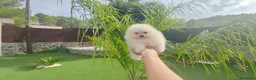 Pomerania perros en venta: Lulu pomerania - Anuncio 5