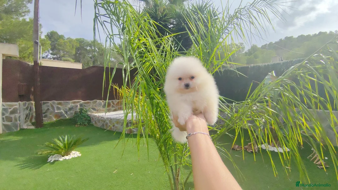 Pomerania perros en venta: Lulu pomerania - Anuncio 5