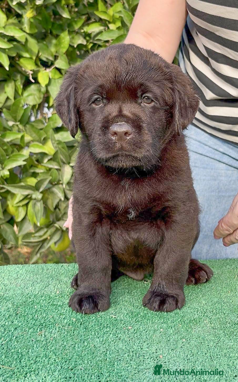 Labrador Retriever perros LABRADOR CHOCOLATE DISPONIBLE - Anuncio 1