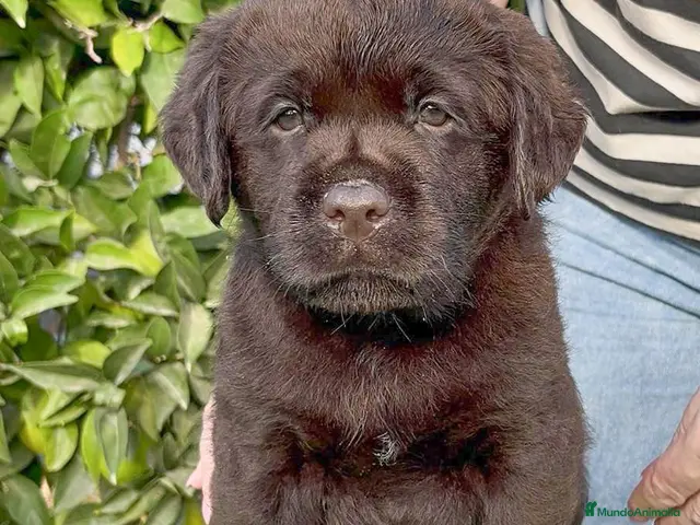 Labrador Retriever perros en venta: LABRADOR CHOCOLATE DISPONIBLE - Anuncio 1