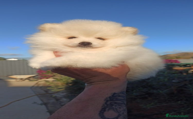 Pomerania perros pomerania lulu toy blanco Macho Disponible  - Anuncio 1