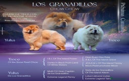 Chow Chow perros en venta: Chow chow Los Granadillos  - Imagen 1