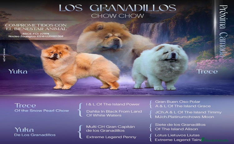 Chow Chow perros - Anuncio 1