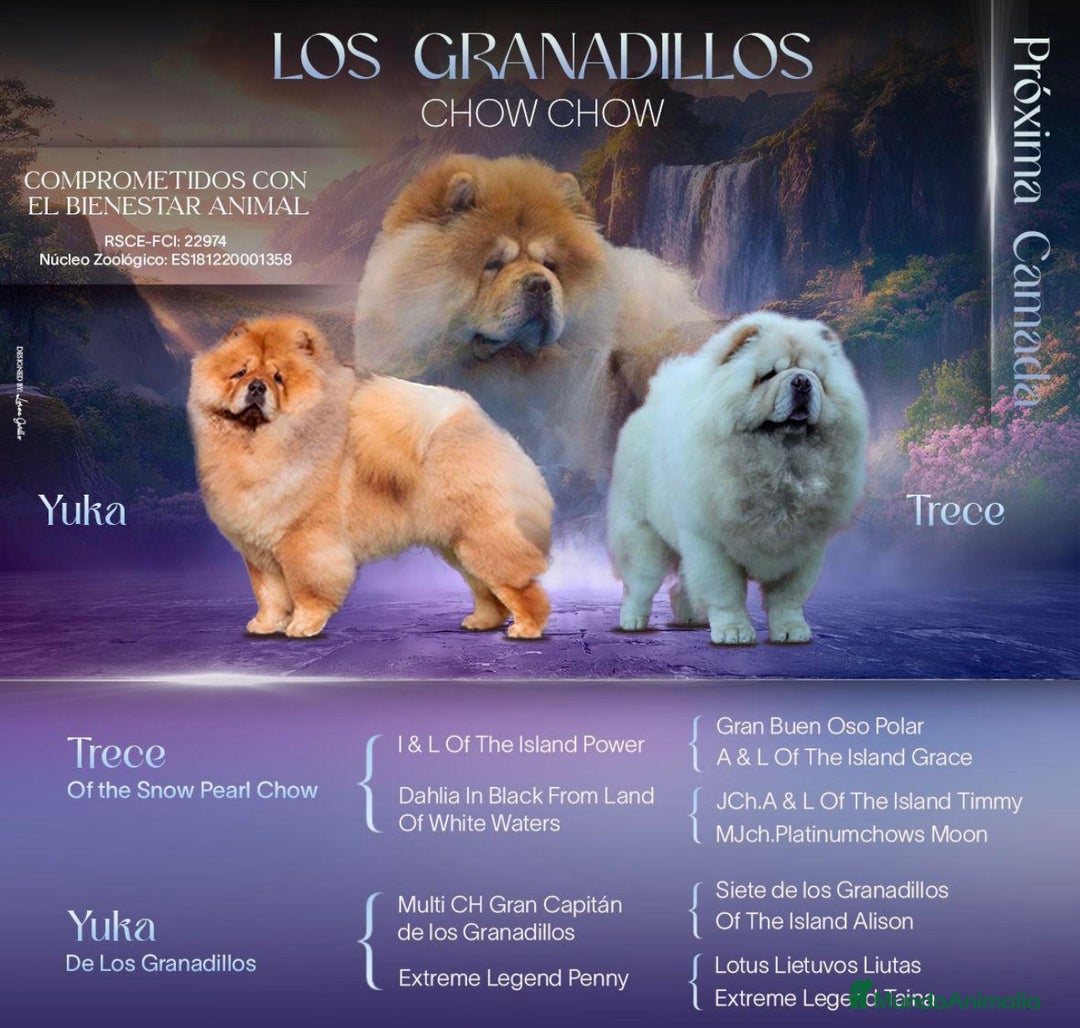 Chow Chow perros en venta: Chow chow Los Granadillos  - Imagen 1