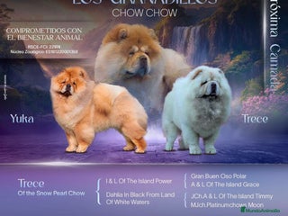Chow Chow perros - Anuncio 2