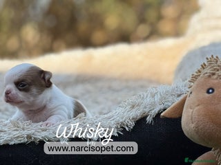 Chihuahua perros - Anuncio 41