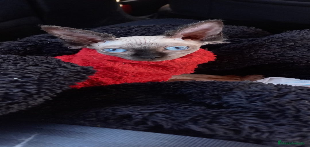 Imagen de galería {{count}}