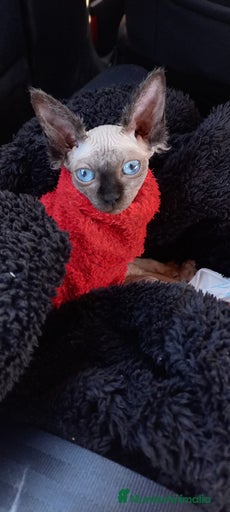 Imagen de galería {{count}}