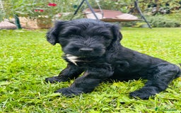 Goldendoodle perros en venta: Cachorros Goldendoodle hipoalergénicos - Imagen 2