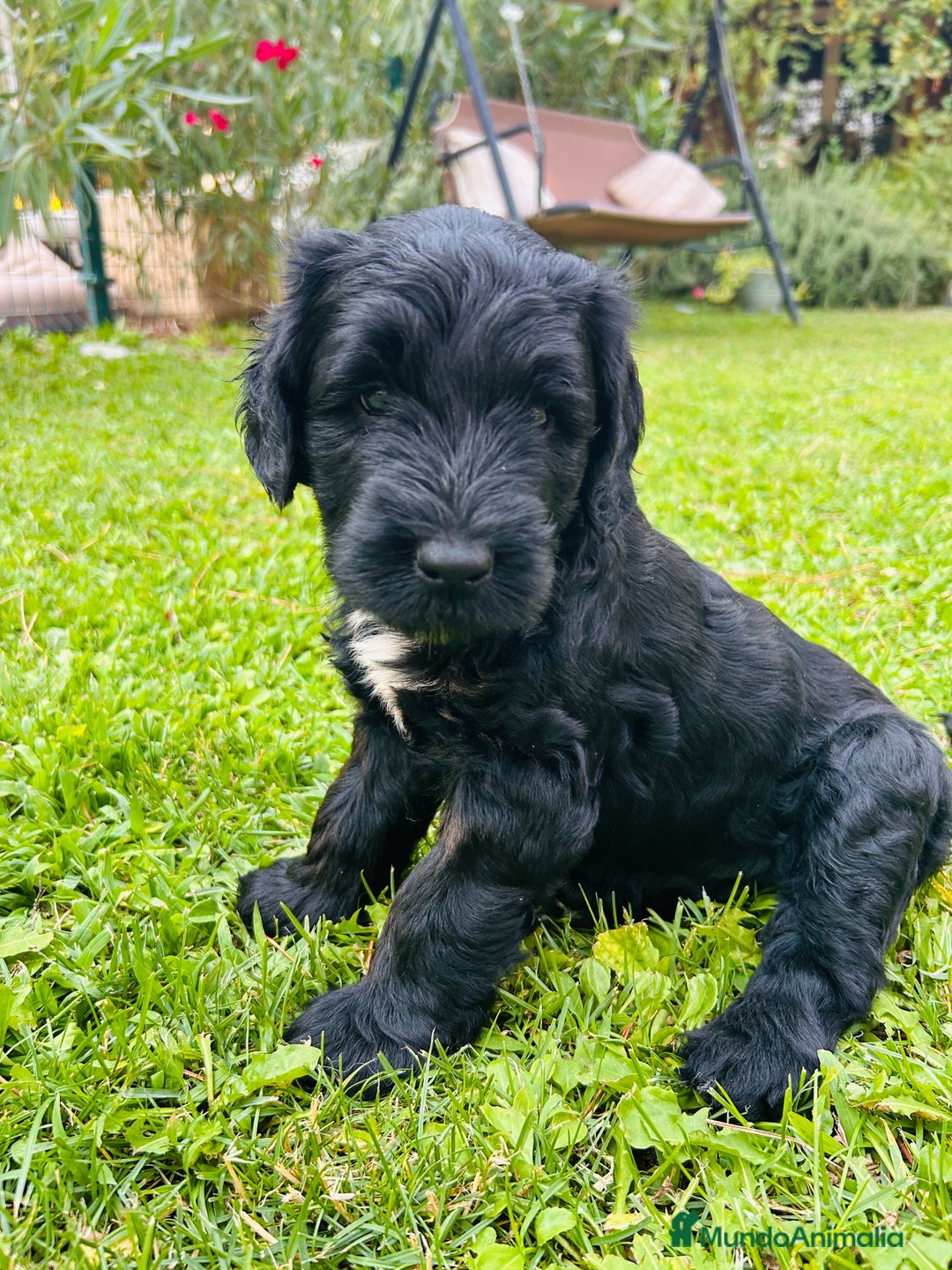 Goldendoodle perros en venta: Cachorros Goldendoodle hipoalergénicos - Imagen 2