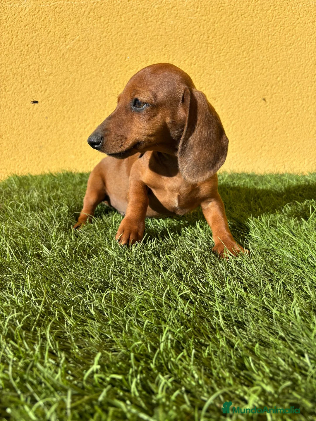 Teckel Miniatura perros en venta: Tekel miniatura merle chocolate solido - Anuncio 12