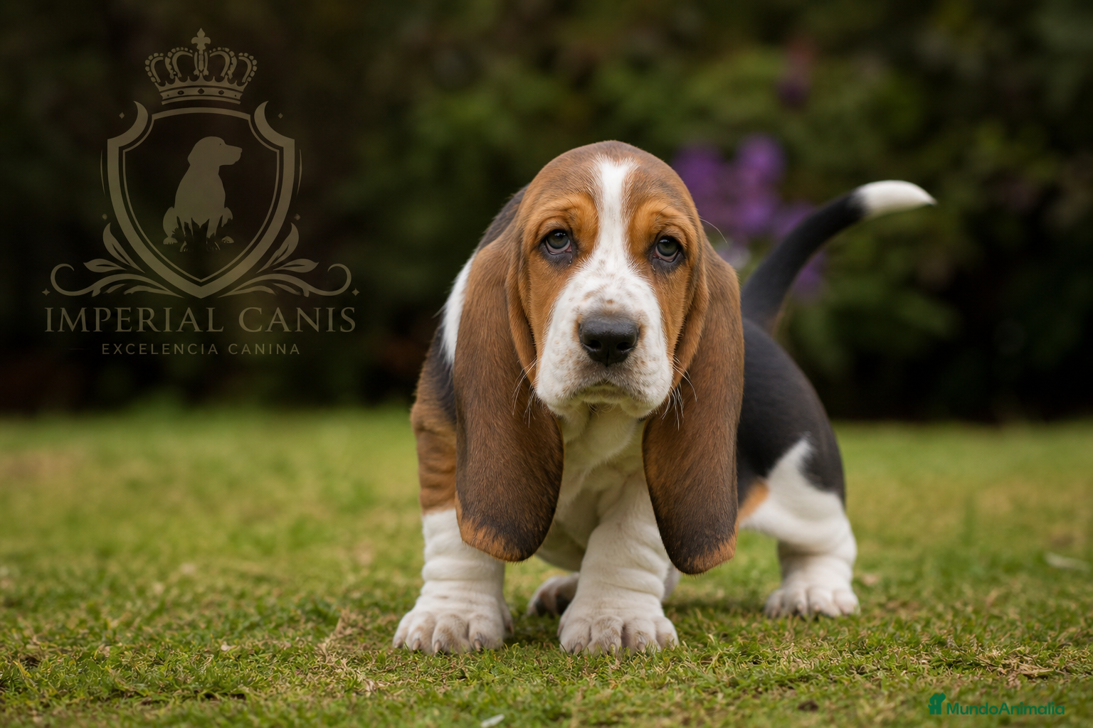 Basset Hound perros BASSET HOUND ♂️♀️ - Anuncio 1