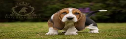 Basset Hound perros en venta: BASSET HOUND ♂️♀️ en Zaragoza - Anuncio 1