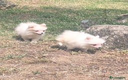 Spitz pequeño - Kleinspitz perros en venta: Kleinspitz pomerania  - Imagen 7