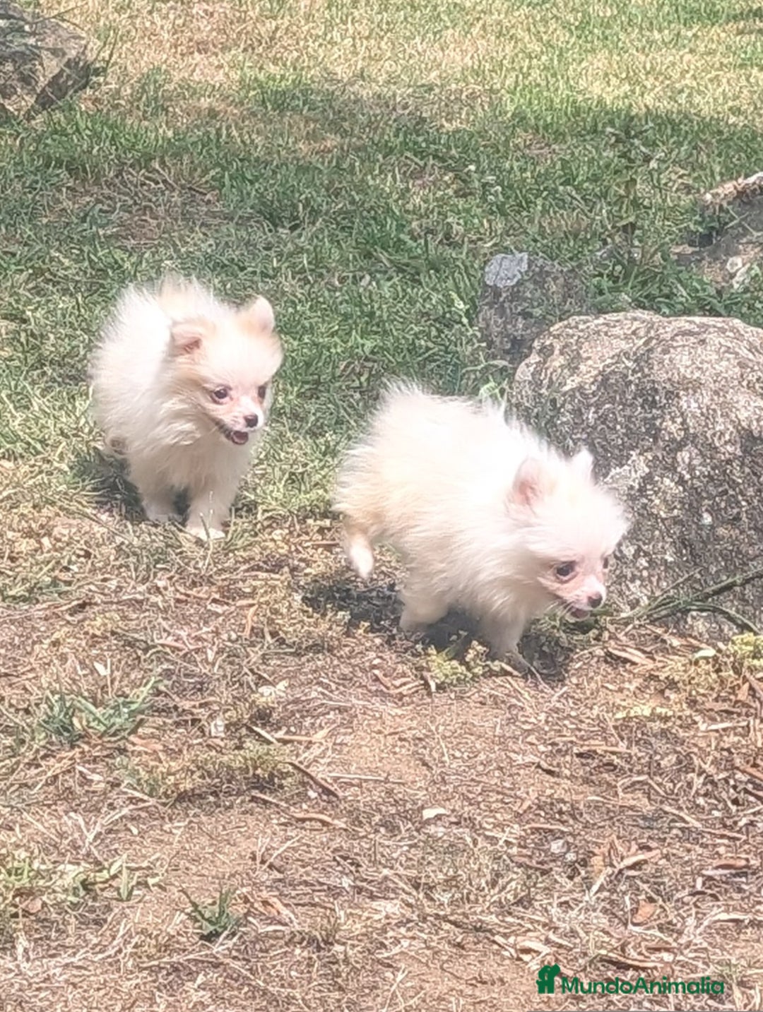 Spitz pequeño - Kleinspitz perros en venta: Kleinspitz pomerania  - Imagen 7