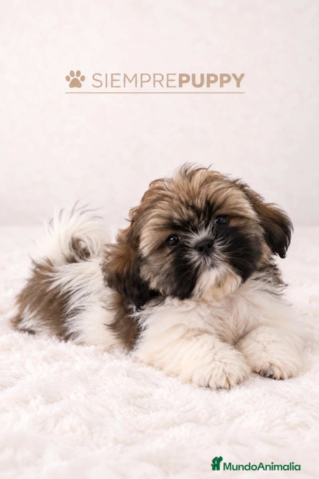 Shih Tzu perros en venta: HERMOSOS CACHORROS SHIH TZU - Anuncio 2