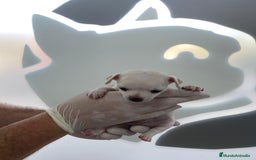 Chihuahua perros en venta: 🌟 Chihuahua Hembra Blanca en Venta — 9 Semanas 🌟 - Anuncio 2