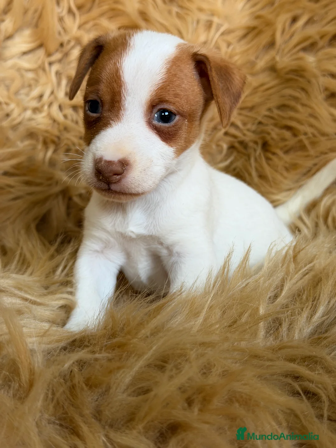 Jack Russell Terrier perros en venta: Jack Russell bicolor  - Anuncio 1