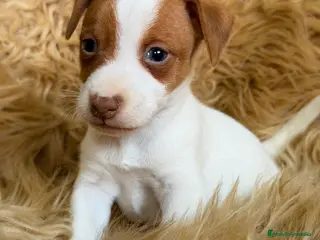 Jack Russell Terrier perros Jack Russell bicolor - Anuncio 1
