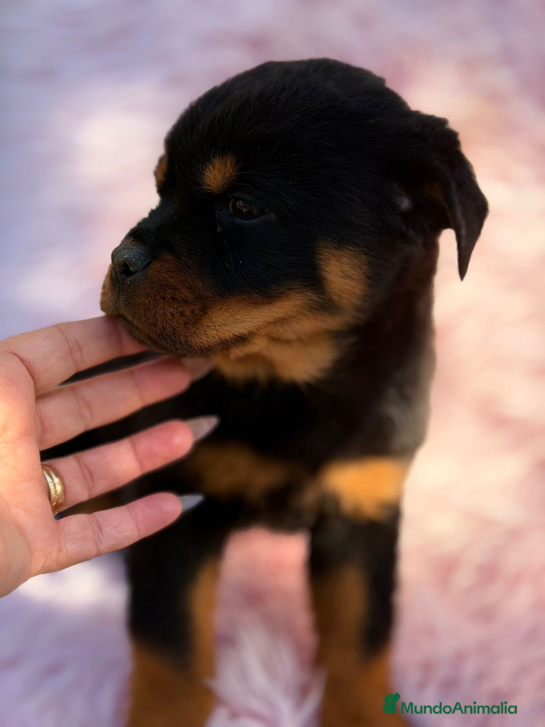 Rottweiler perros en venta: Rottweiler  - Anuncio 5