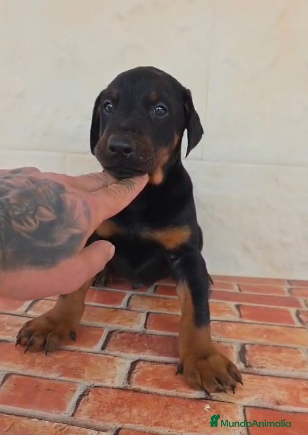 Dobermann perros DOBERMAN - Anuncio 1