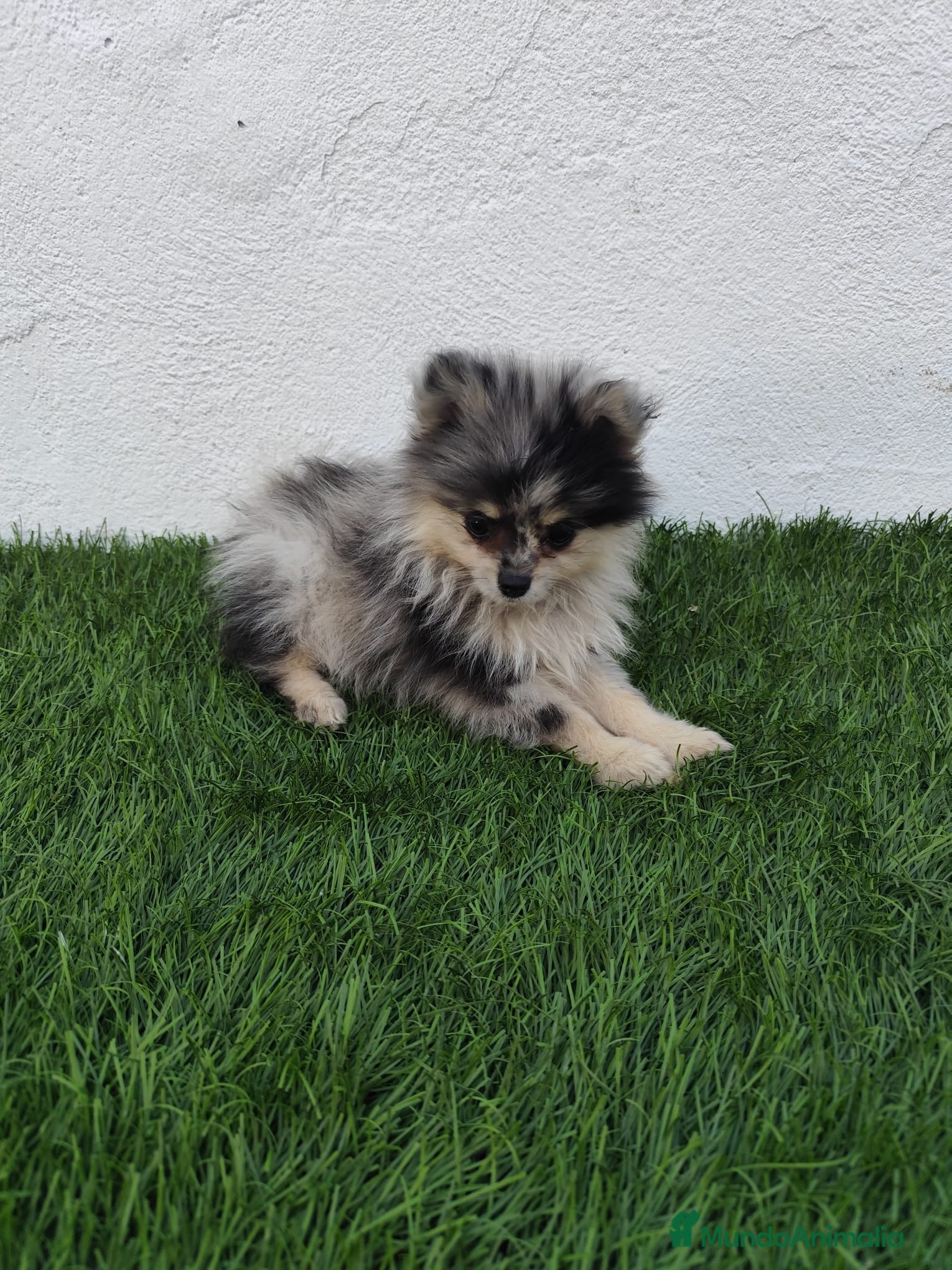 Pomerania perros en venta: Pomerania toy  - Anuncio 13