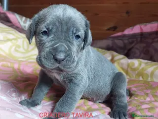 Mastín Napolitano perros Cachorrito precioso en Madrid - Anuncio 2