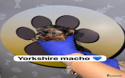 Yorkshire Terrier perros en venta: 🐾YORKSHIRE HAPPYHUELLAS🐾 - Imagen 6