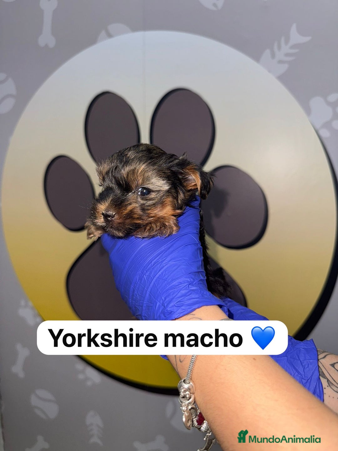 Yorkshire Terrier perros en venta: 🐾YORKSHIRE HAPPYHUELLAS🐾 - Imagen 6