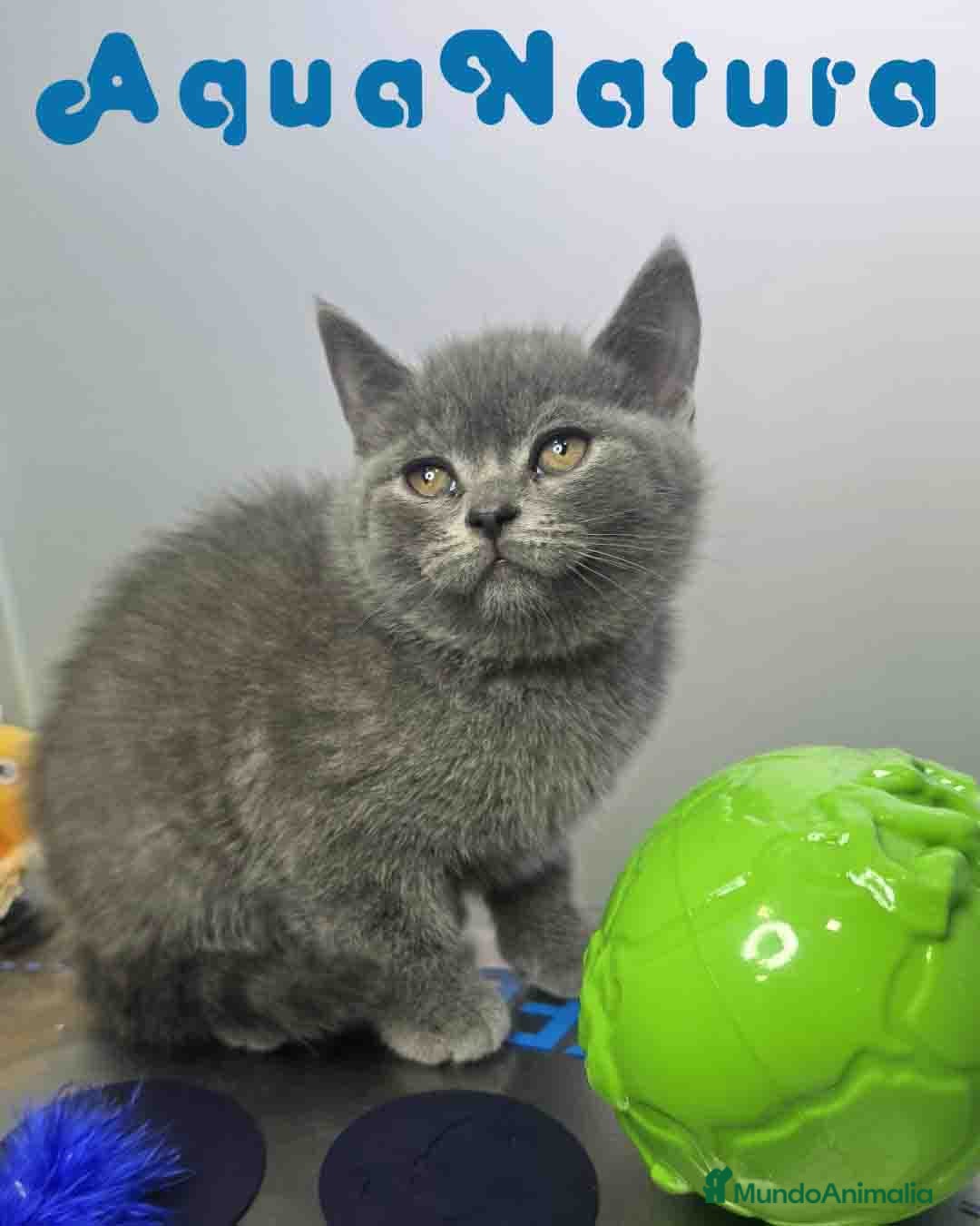 Británico de Pelo Corto Azul gatos British Macho 6347 AQUANATURA - Anuncio 5