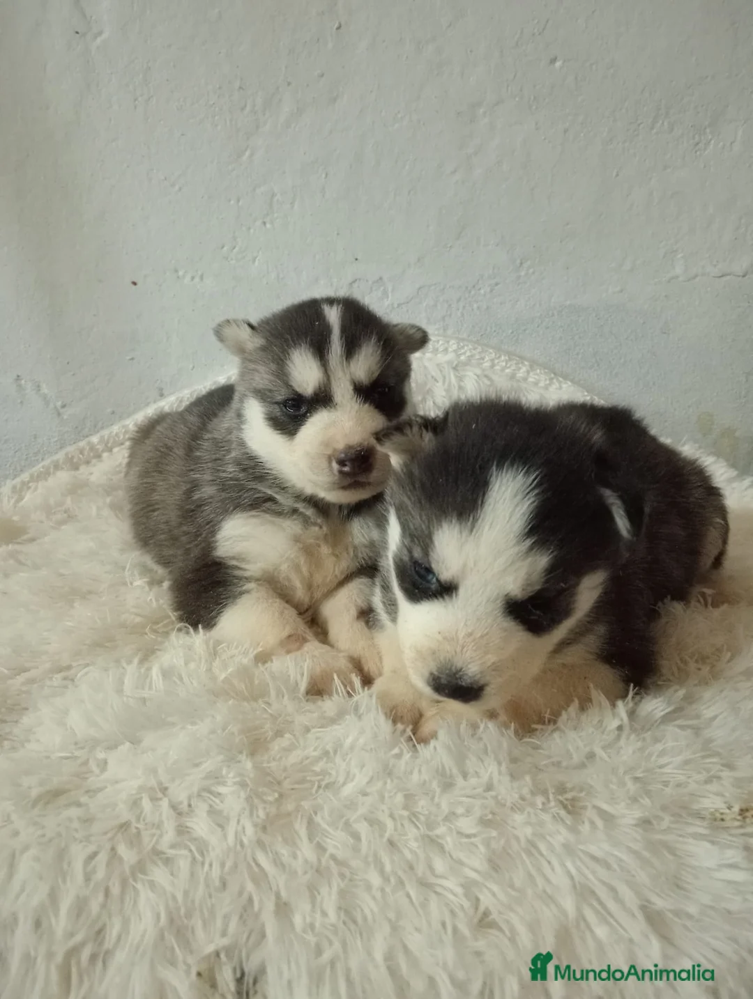 Husky Siberiano perros en venta: Husky siberiano  - Anuncio 13