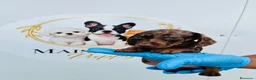 Teckel Miniatura perros en venta: CACHORROS DE TECKEL ARLEQUÍN  - Anuncio 2