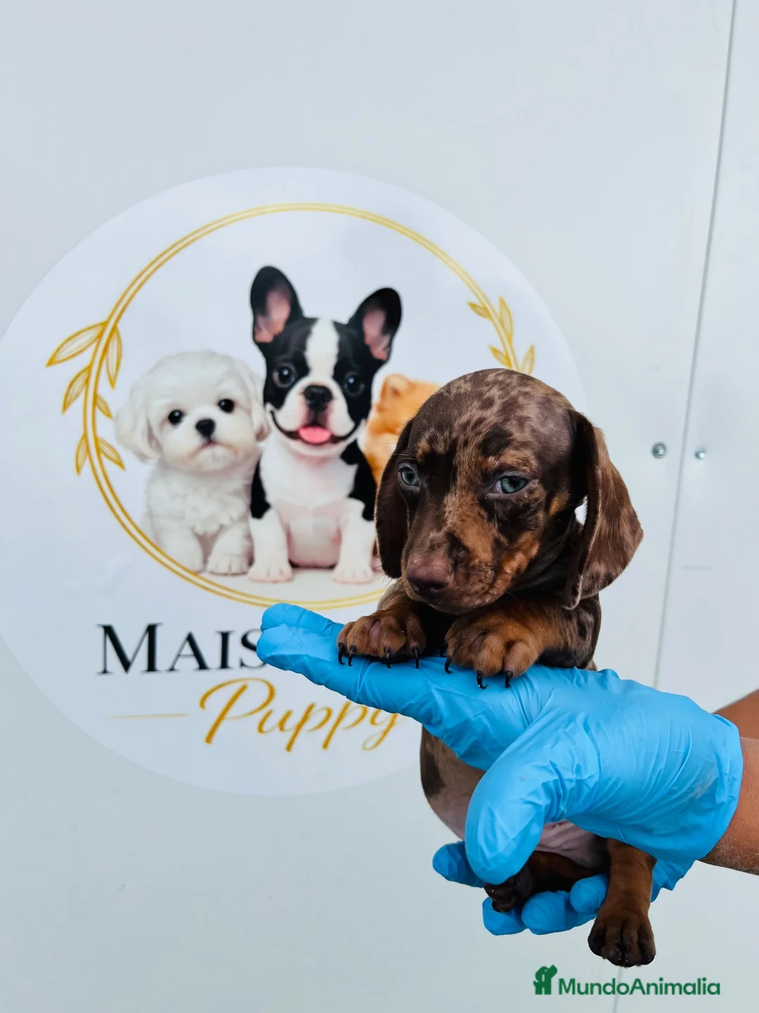 Teckel Miniatura perros en venta: CACHORROS DE TECKEL ARLEQUÍN  - Anuncio 2