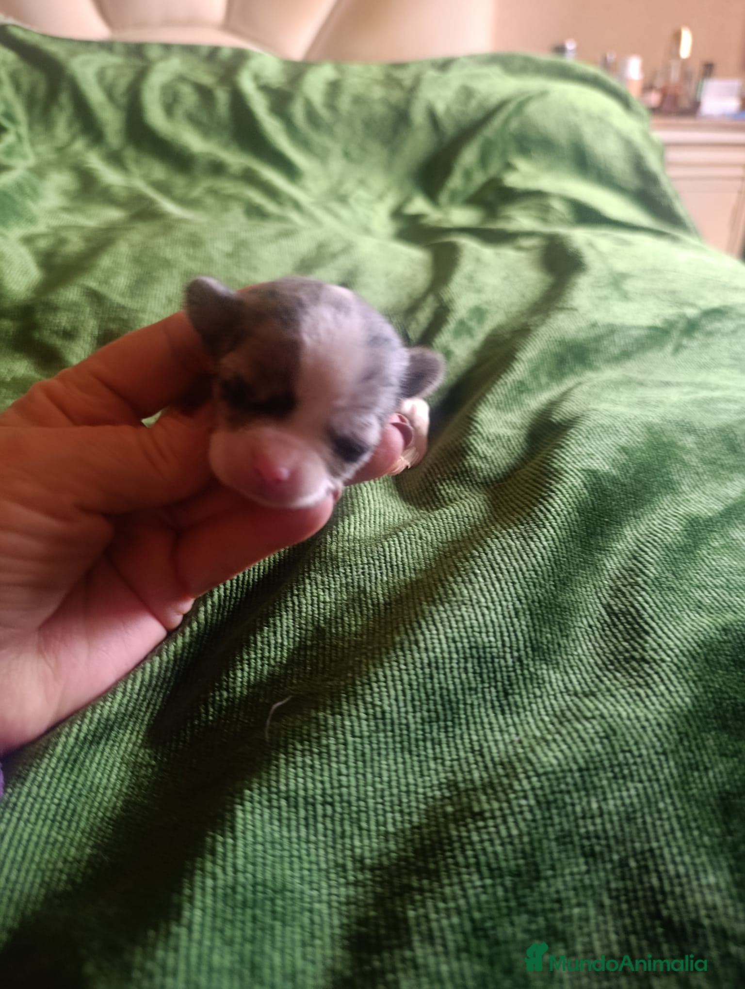 Chihuahua perros CHIHUAHUAS MERLES EXOTICOS EXCLUSIVOS - Anuncio 2