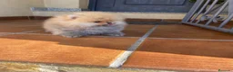 Pomerania perros en venta: Pomerania en Cáceres - Anuncio 7
