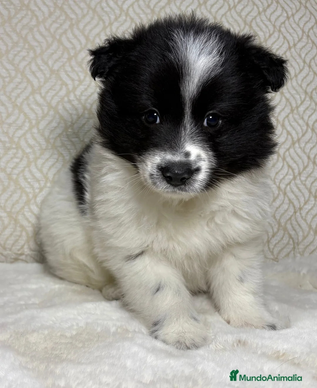 Border Collie perros en venta: Border collie macho precioso  - Anuncio 8