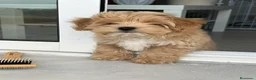 Maltipoo perros en venta: maltipoo  - Anuncio 3