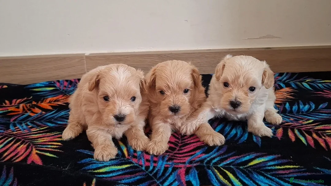 Maltipoo perros en venta: Cachorritos de Maltipoo  - Anuncio 1