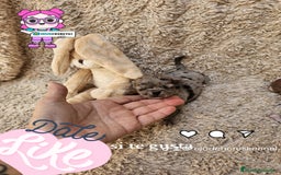 Chihuahua perros en venta: ⚜️Chihuahua merle hembra ⚜️🐾 - Imagen 4