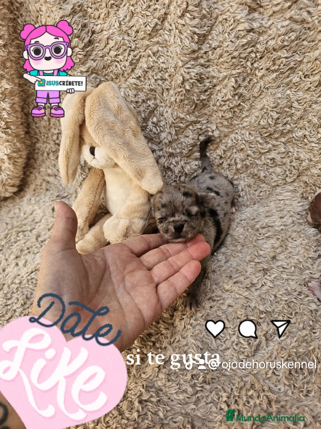 Chihuahua perros en venta: ⚜️Chihuahua merle hembra ⚜️🐾 - Imagen 4