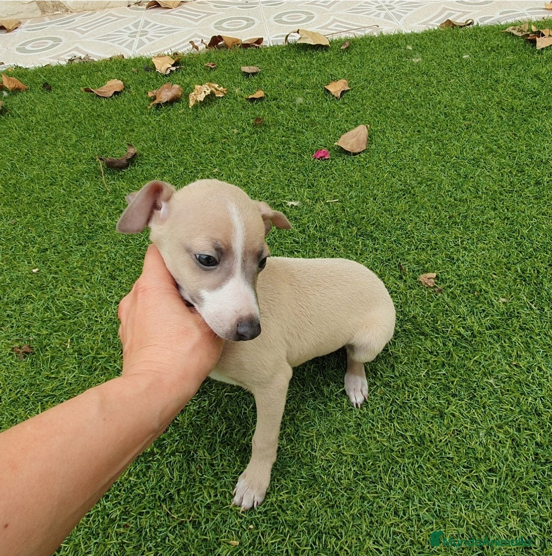 Pequeño Lebrel Italiano perros Galgo Italiano machito  - Anuncio 2