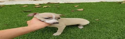 Pequeño Lebrel Italiano perros en venta: Galgo Italiano machito  - Anuncio 3