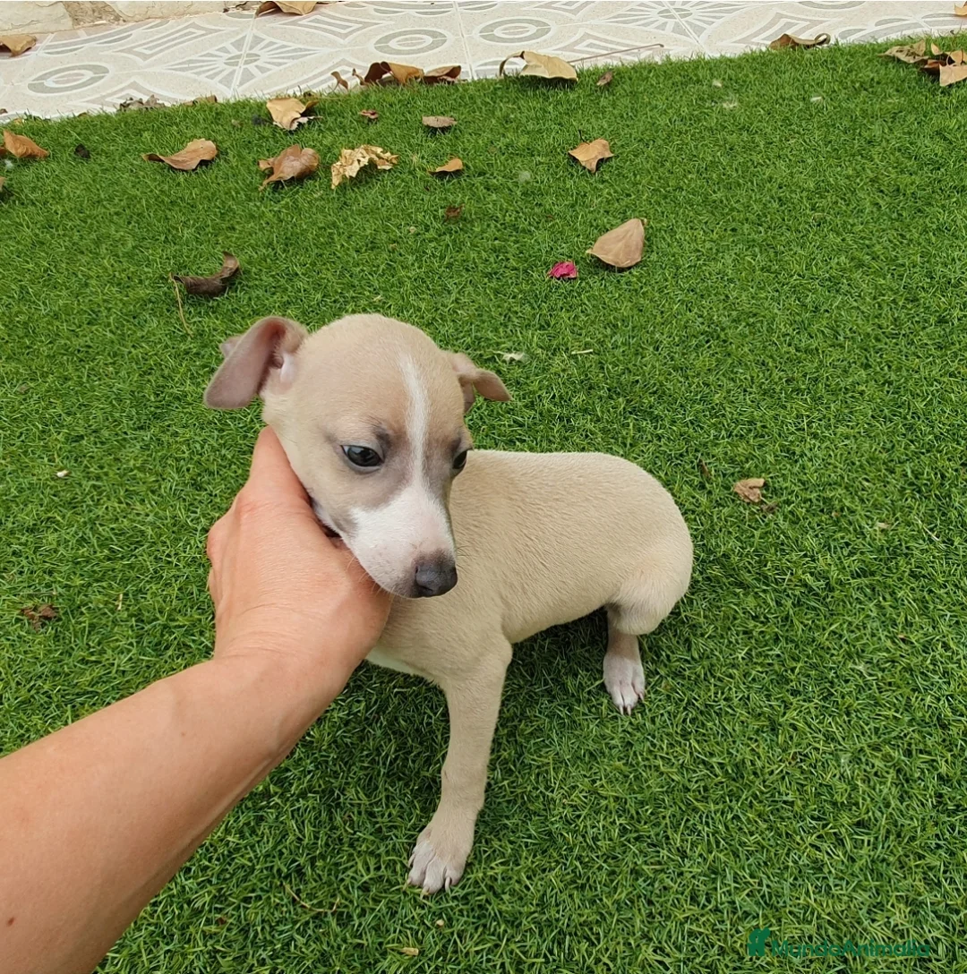 Pequeño Lebrel Italiano perros en venta: Galgo Italiano machito  - Anuncio 2