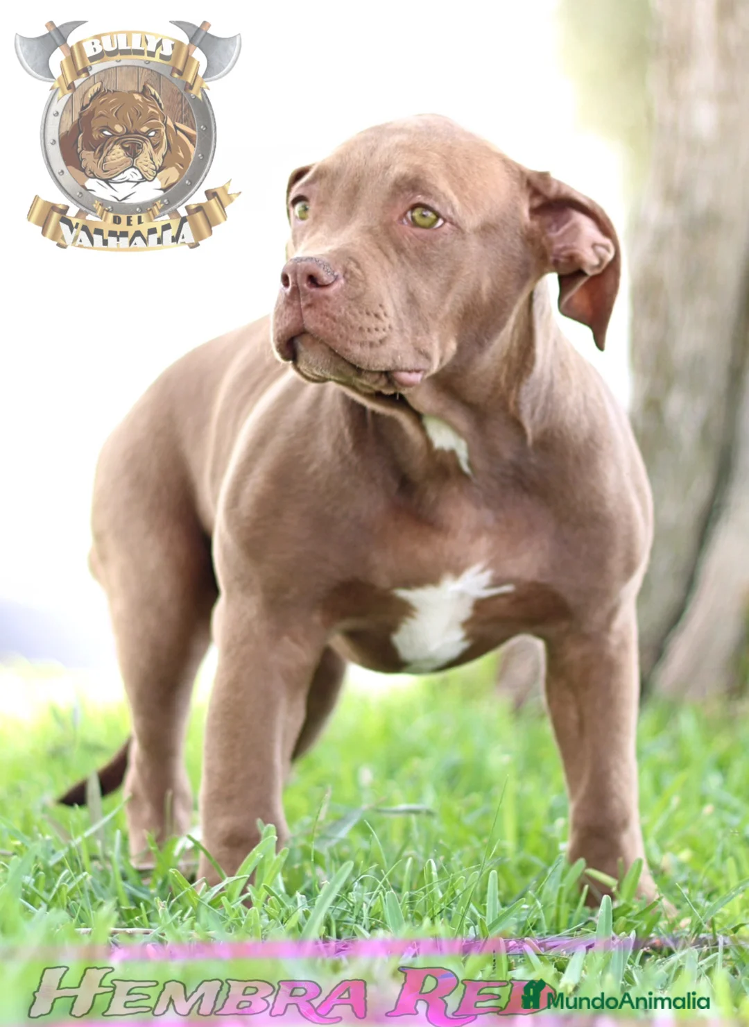 American Bully perros en venta: AMERICAN BULLY XL , CRIA PROFESIONAL,SOLO LLAMADAS en Sevilla - Anuncio 3