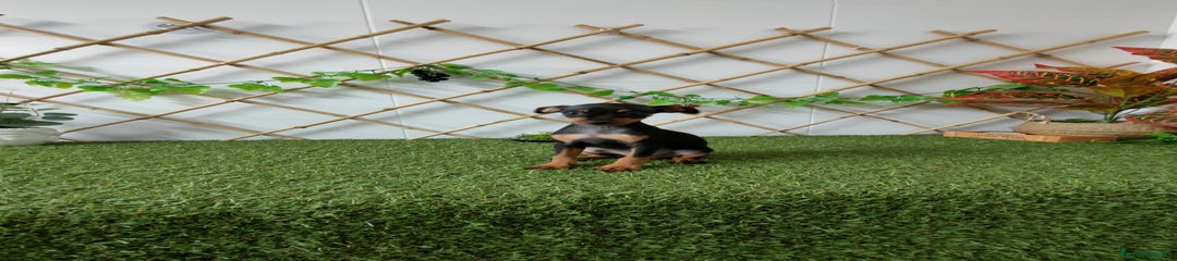 Pinscher Miniatura Cachorro 1