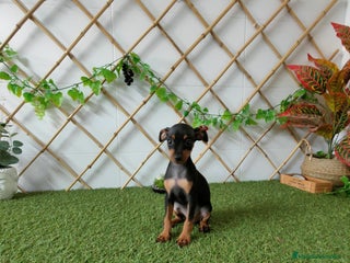 Pinscher Miniatura perros - Anuncio 4