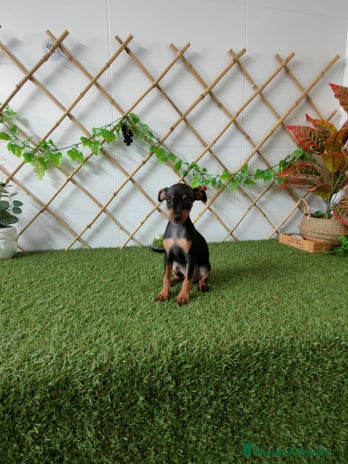 Pinscher Miniatura perros - Anuncio 2