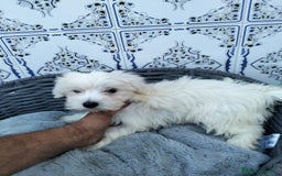 Bichón Maltés perros en venta: Bichón maltés 3 machitos  - Imagen 7